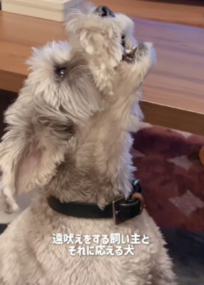 負けじと遠吠え!!