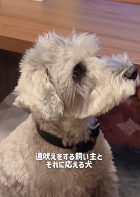 遠吠えしてみせると…