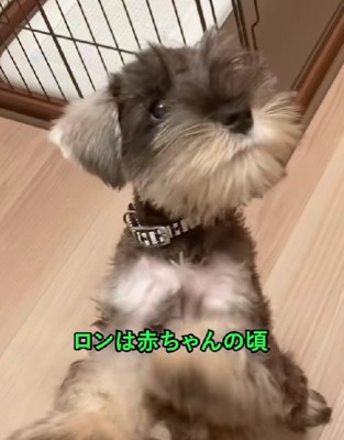 子犬期のロンくん