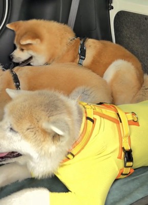 体を寄せる犬