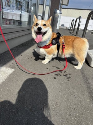 お買い物