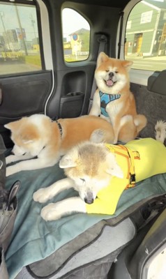 3頭でくつろぐ犬たち