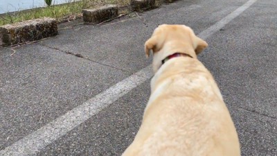 ゴンちゃんはいい子で待機