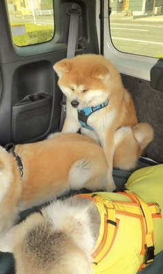 車内の隅に座る犬