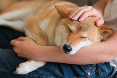 飼い主にもたれて眠る柴犬