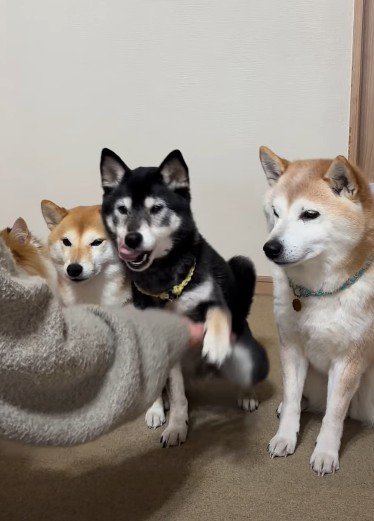 順番に「おて」をお披露目