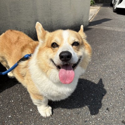 ニコニコ