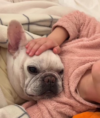 女の子の腕に顔を乗せてくつろぐ犬