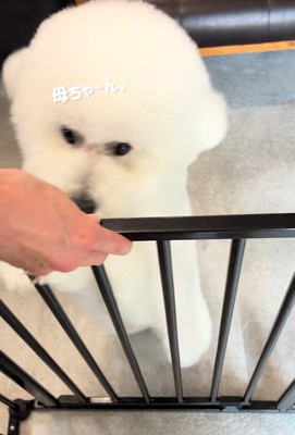 飼い主さんと再会
