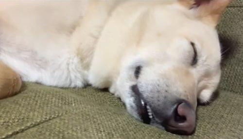 眠っている保護犬