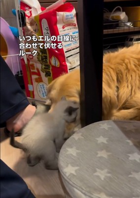 ルークくんのまわりを歩くエルちゃん