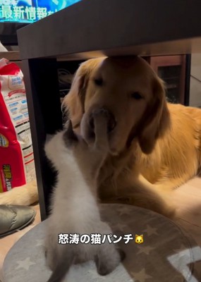 ルークくんの鼻にパンチするエルちゃん