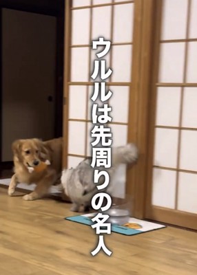 先回りする猫と犬