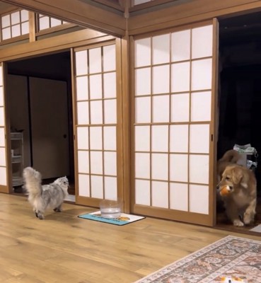 猫を遊びに誘う犬