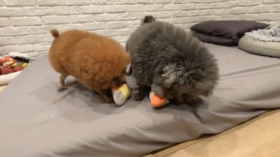 さっそく遊び始める2匹