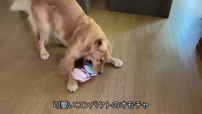 気持ちを切り替えて遊び始めました♪