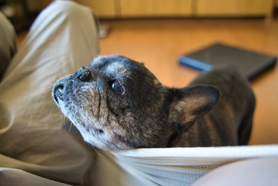 顔を寄せる黒いフレブル