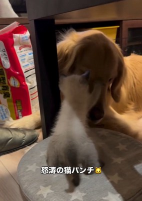 猫パンチするエルちゃん