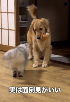 猫の前で止まる犬
