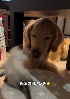猫パンチが止まらないエルちゃん