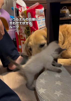 エルちゃんを見るルークくん