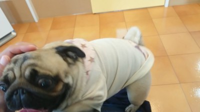 注射の後、文句を言うぷぅちゃん