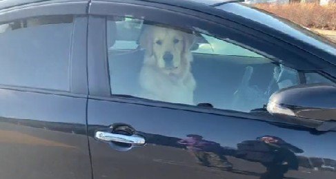 シンバちゃんが運転席に…
