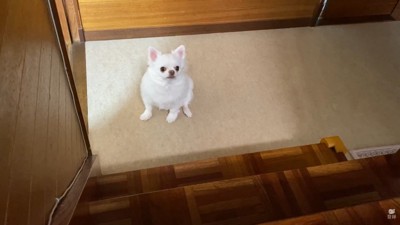健気に待ち続けるコハクくん
