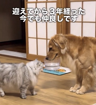 鼻を近づける犬と猫