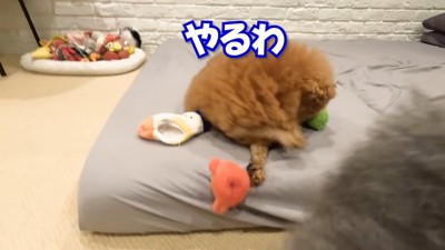 おもちゃをコロン…