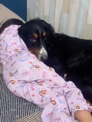 親に叱られ、落ち込んでしまった女の子→超大型犬が近づいて…頼もしすぎる『まさかの表情』が83万再生「訴えてるのよくわかる」「憧れる」