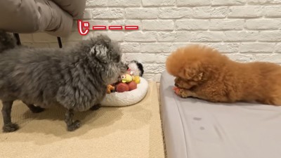 ゆずくんがぽん太くんをじーっ