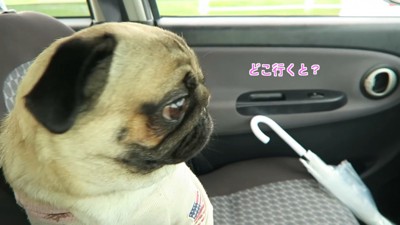 「どこに行くの？」とワクワク♪