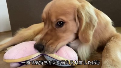 ママさんもおもちゃも独り占め♡