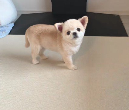 遊んでほしいときも…