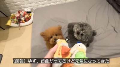 おもちゃを見ると大喜び♪