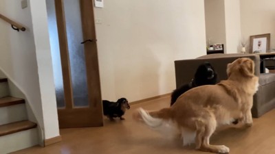 2匹が帰ってきました!