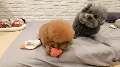 ゆずくんはしょんぼり