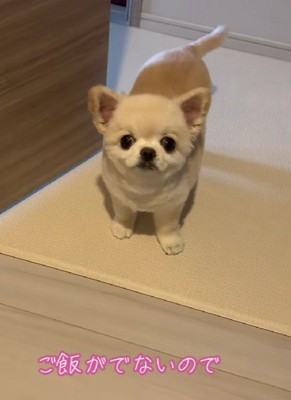「そろそろご飯ですよね?」