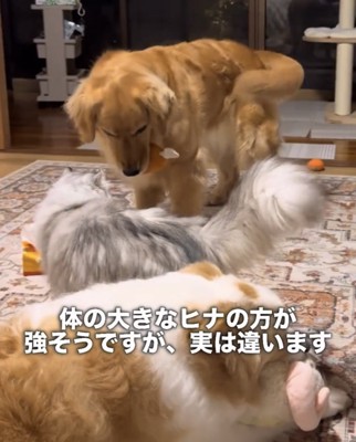 猫に近づく犬