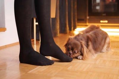 足先のニオイを嗅ぐ茶の犬