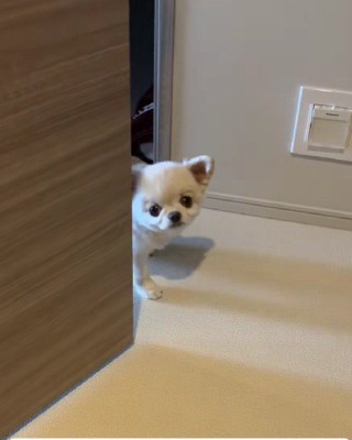 トイレに入ってたら…
