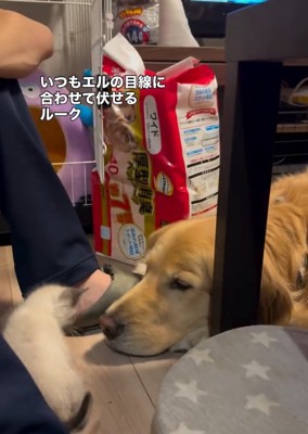エルちゃんに視線を合わせるルークくん