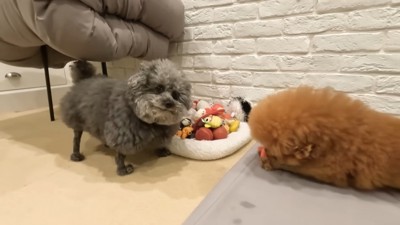 おもちゃを譲ってほしいようです