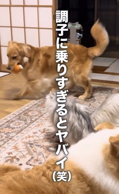 おもちゃをくわえて走る犬