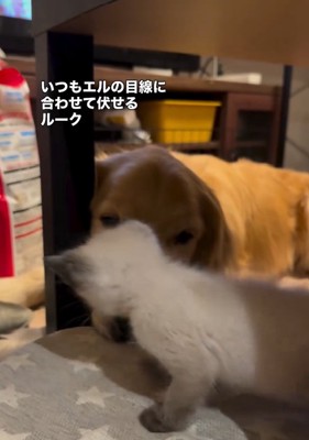 エルちゃんとルークくん