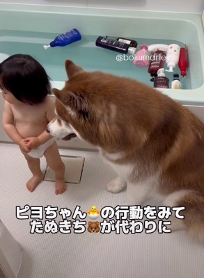 よちよち歩きの赤ちゃんが『お風呂でイタズラ』するので、叱ろうとした結果→大型犬が…まさかの光景が70万再生「優しすぎ」「許しちゃうね」