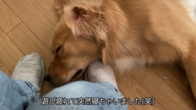 気持ち良さそうにお昼寝中