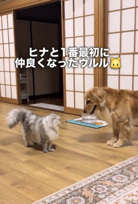 見つめ合う犬と猫