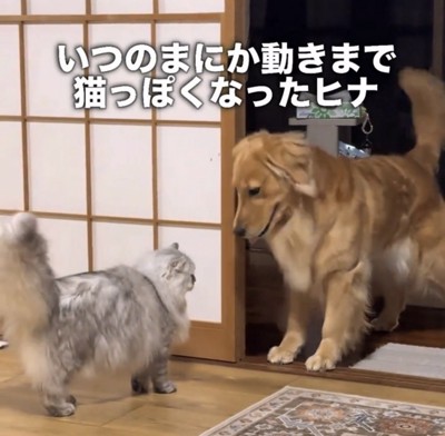 猫の前に立つ犬